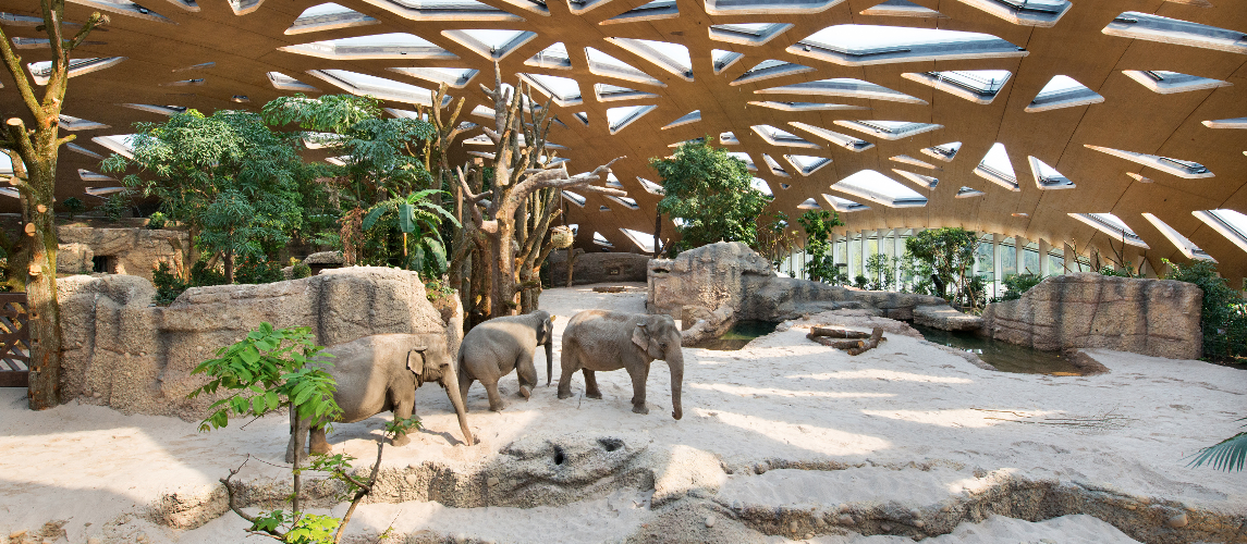 Marmota FBG Zoo ZH